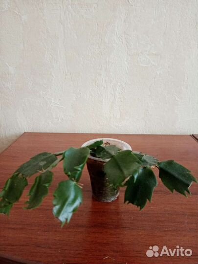 Декабрист шлюмбергера