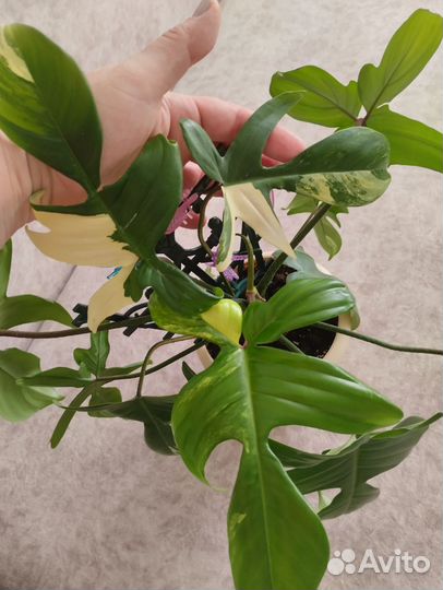 Филадендрон Маска