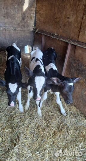 Бычки и тёлочки