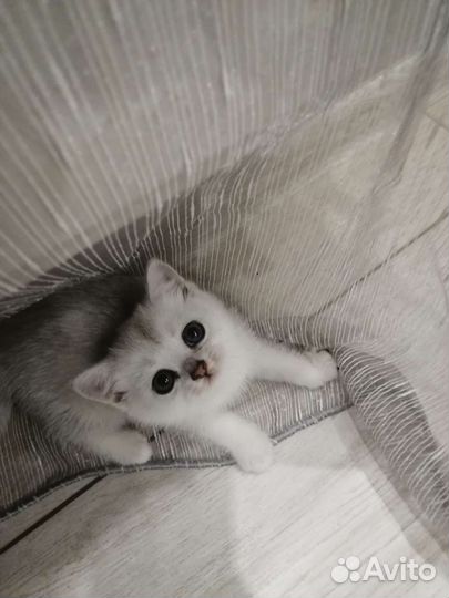 Серебристая шиншилла котята