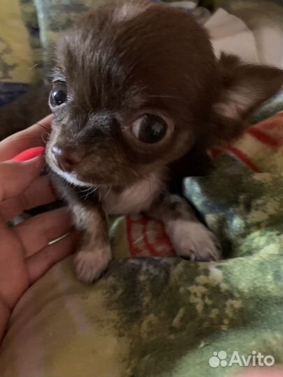 Супер мини чихуахуа