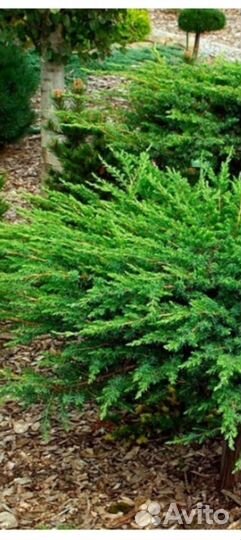 Можжевельник чешуйчатый виргинский прибрежный