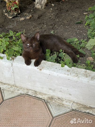 Отдам котенка