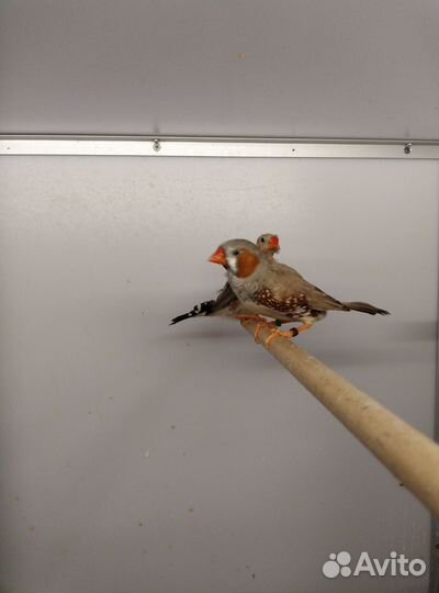 Зебровые амадины