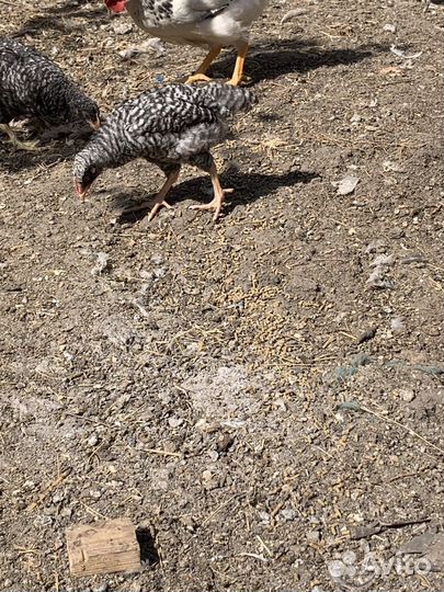 Куры несушки