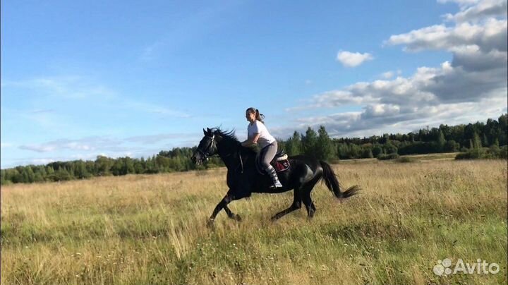 Тренировки. Обучение верховой езде