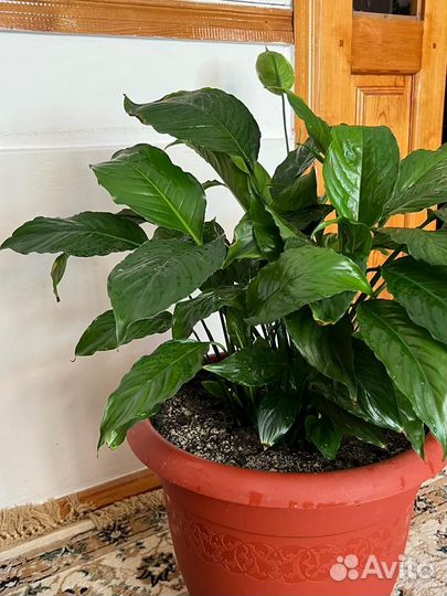 Спатифиллум