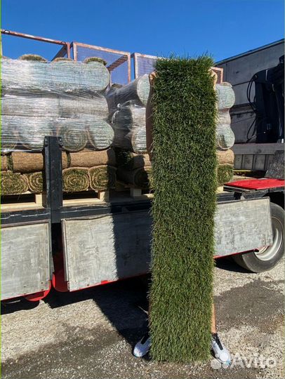 Рулонный газон