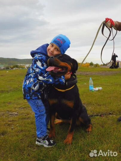 Продам щенков ротвейлера