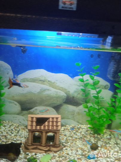 Аквариум с рыбками