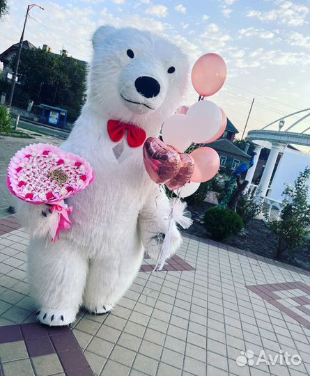 Ростовой белый медведь поздравление