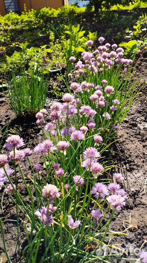 Лук многолетний (шнитт-лук)