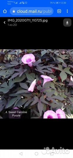 Ипомея батат