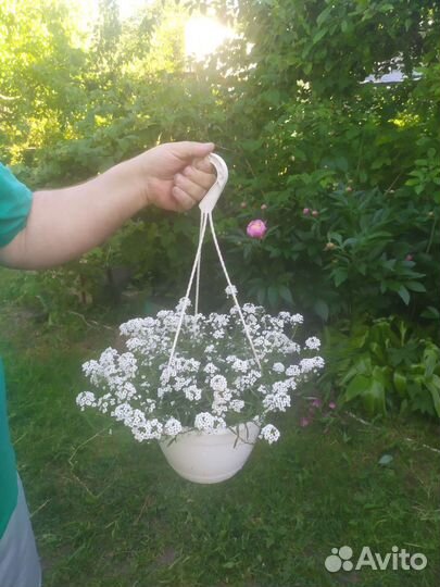 Алисум в кашпо