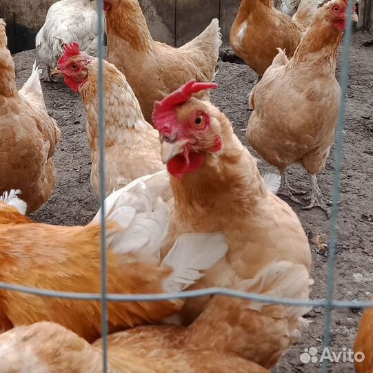 Куры мини мясные