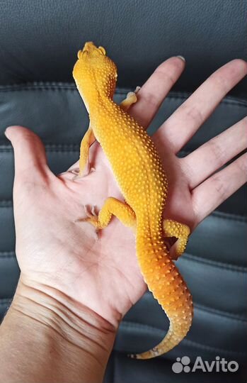 Эублефар blood