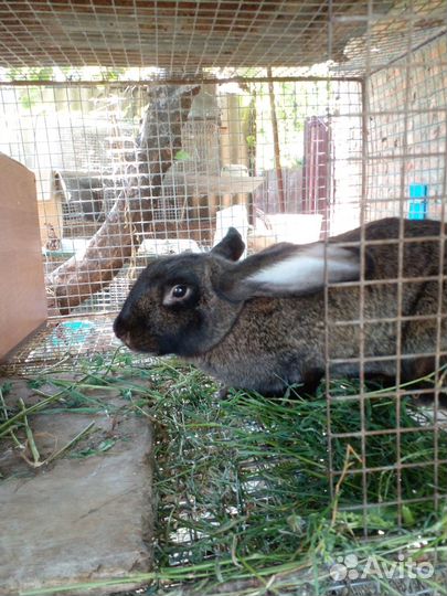 Крольчихи (крупные) и крольчиха уже с кроликами