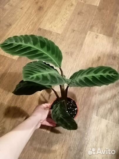 Калатея Варшевича