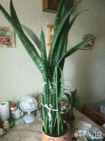 Сансевиерия сортовая
