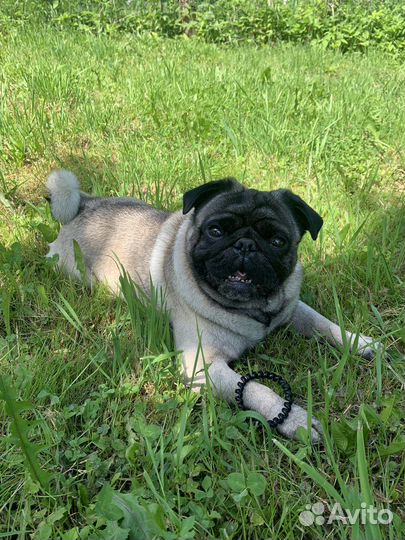 Мопс вязка мальчик