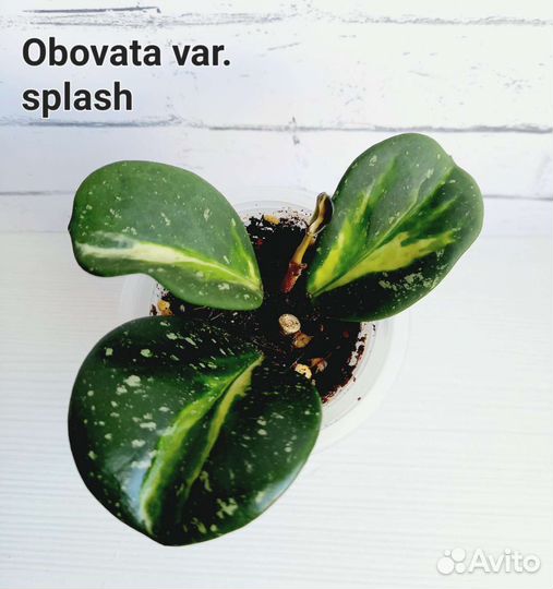 Хойи сортовые укорененные и на срез