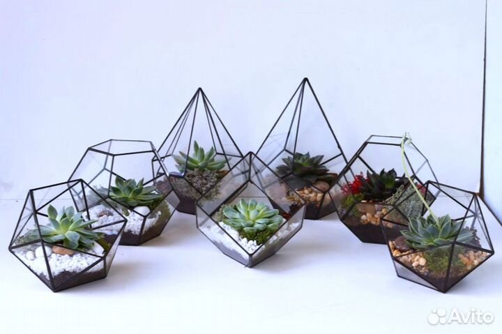 Комнатные растения