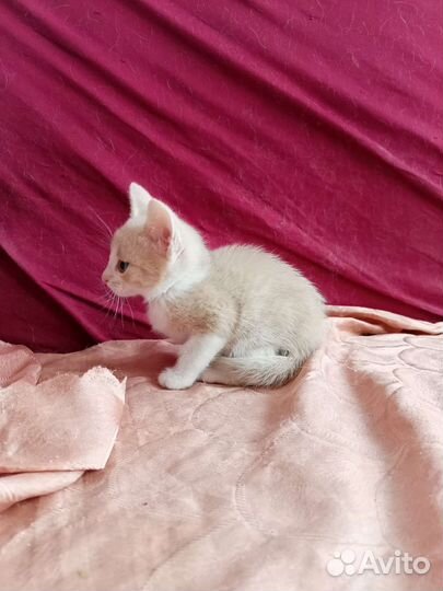 Котик мальчик в добрые руки