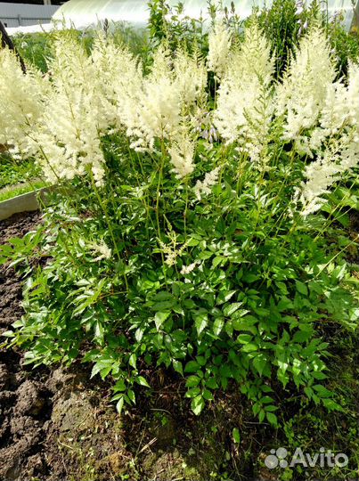 Хоста, астильба