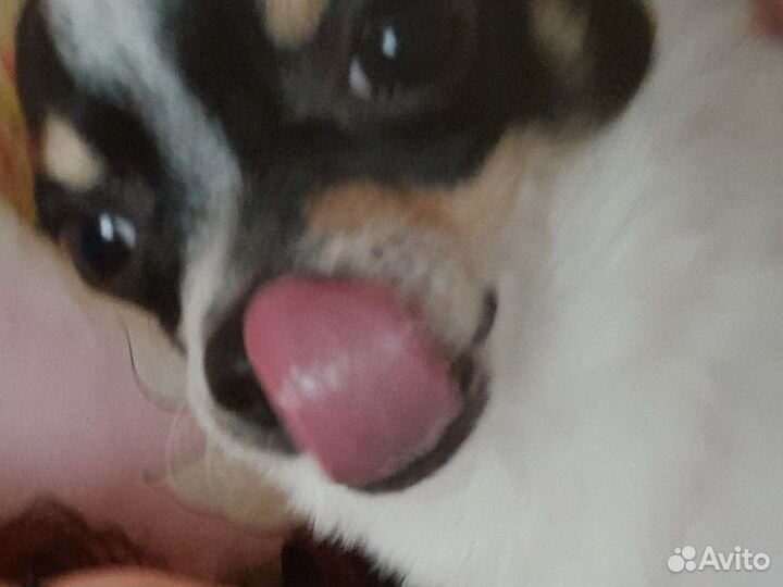 Вязка собак, чихуахуа, саратов