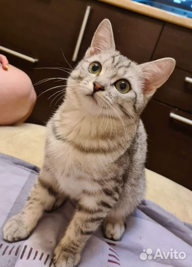 Котёнок девочка британка