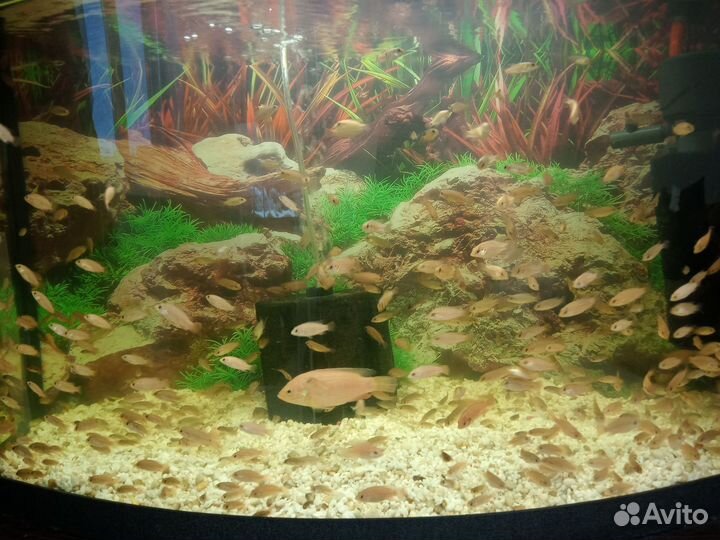 Хромис красавец