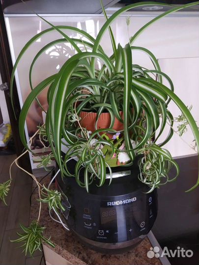 Хлорофитум бонни