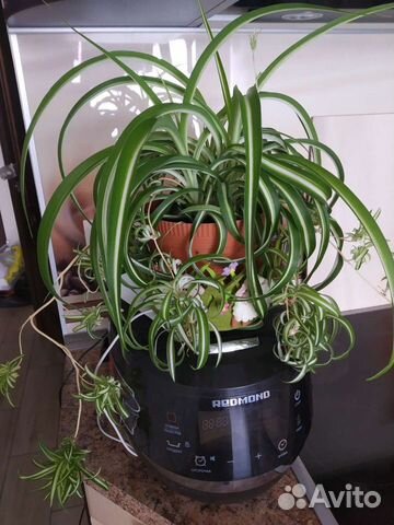 Хлорофитум бонни