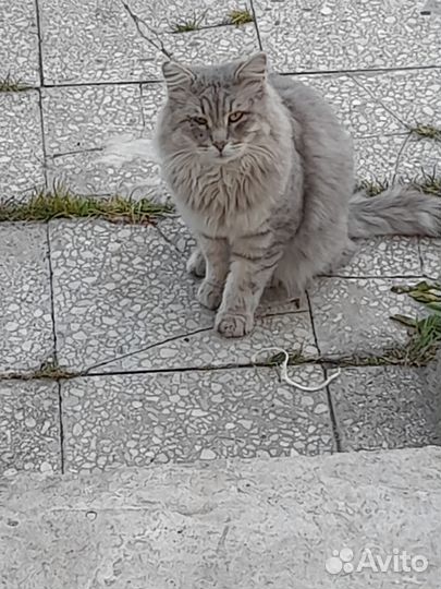 Кошки в добрые руки