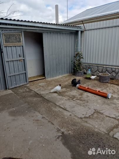 Продажа голубей