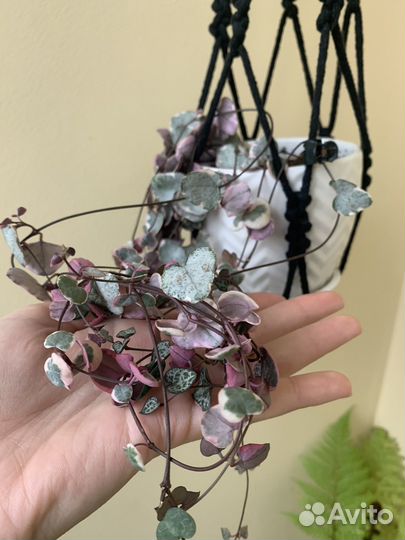 Домашние растения, цветы, комнатные растения