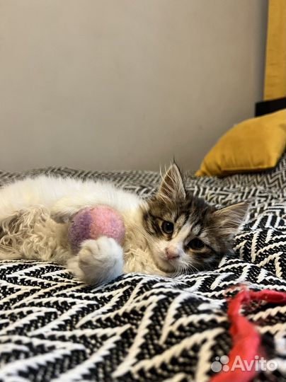 Котёнок девочка отдам в добрые руки