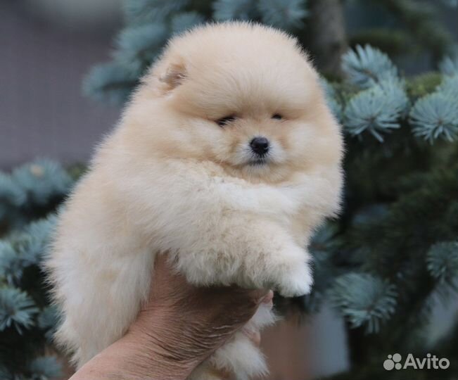 Кобель шпица