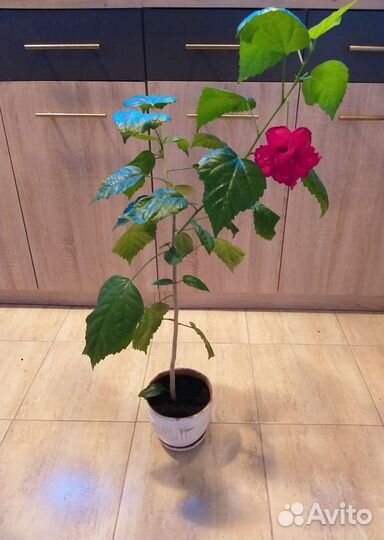 Гибискус цветущая китайская роза