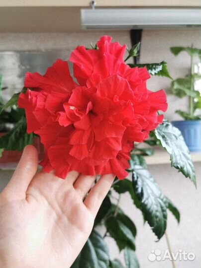 Гибискус красный махровый