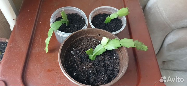 Комнатные растения (Декабрист розовый)