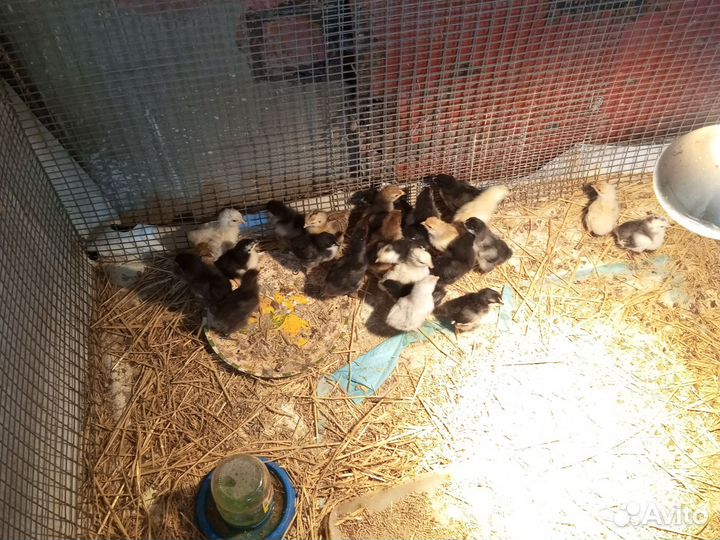Цыплята