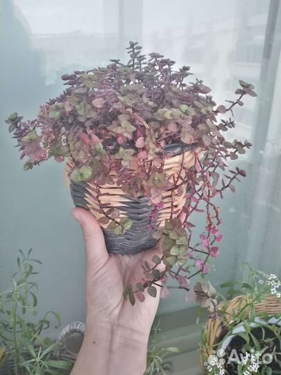 Каллизия в плетеном кашпо