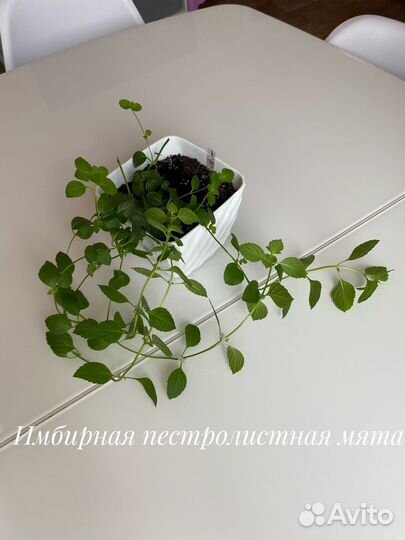 Мята (разные сорта)