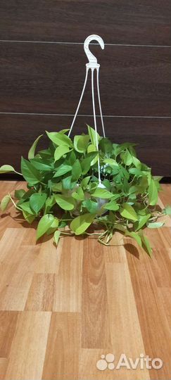 Сциндапсус