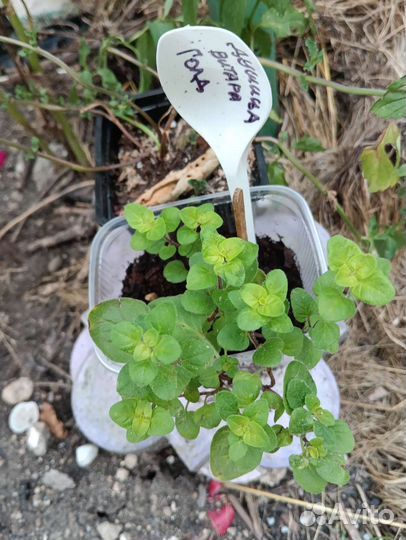 Сортовая мята и колеусы, более 150 сортов