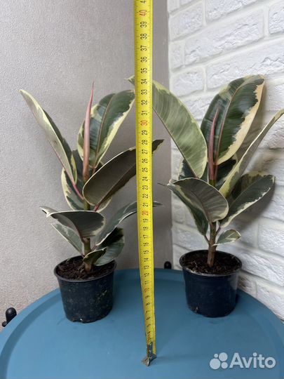 Фикус эластика тинеке комнатные цветы