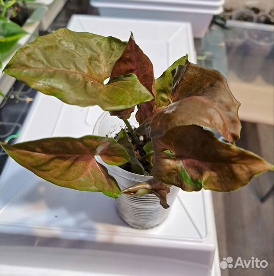 Сингониумы,эпипремнумы