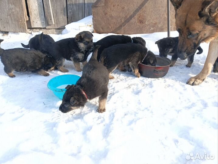 Щенки немецкой овчарки