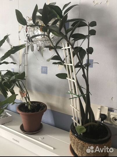 Замиокулькас (долларовое дерево)